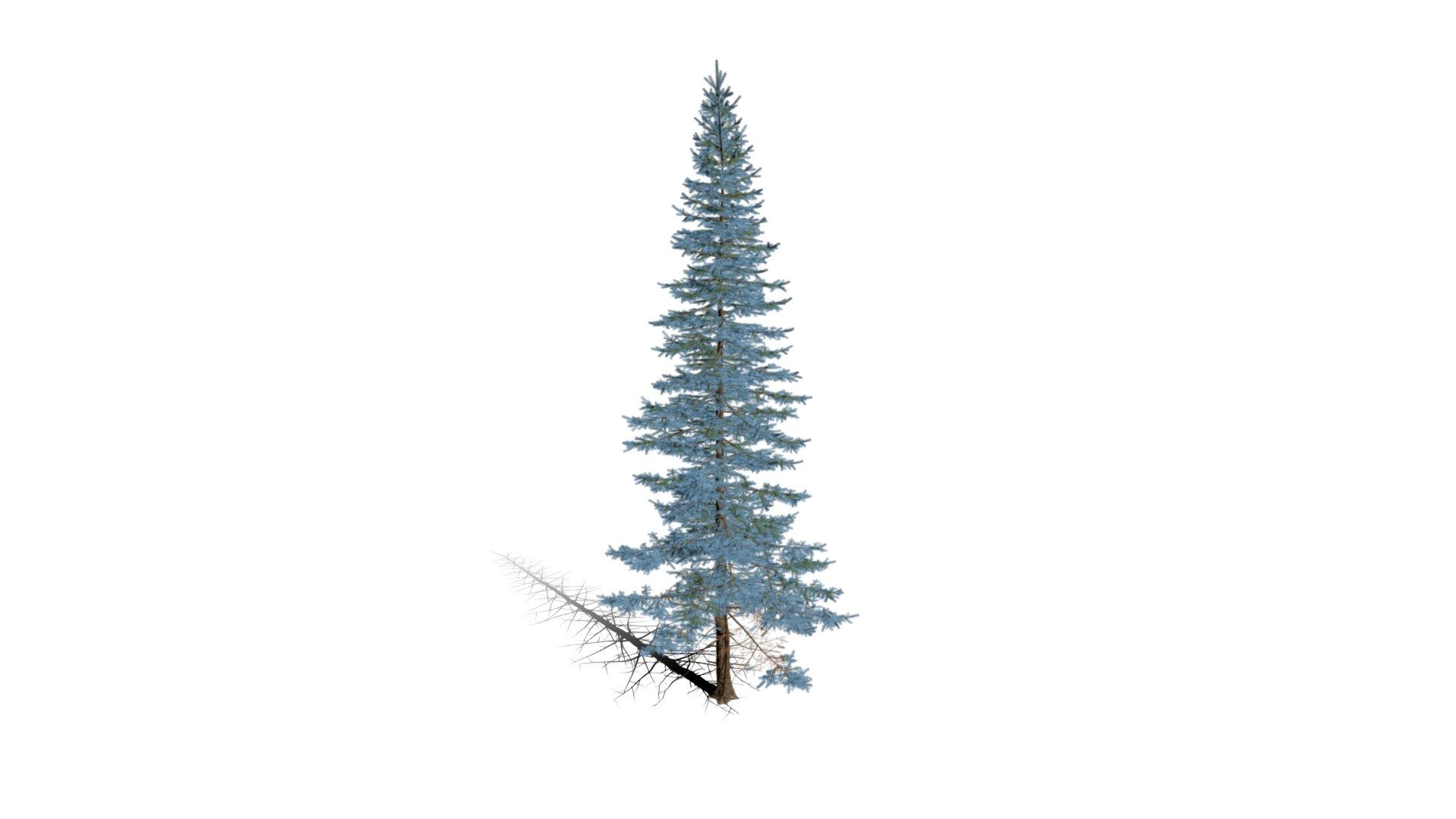 Realistic HD Colorado Blue spruce (18/43)