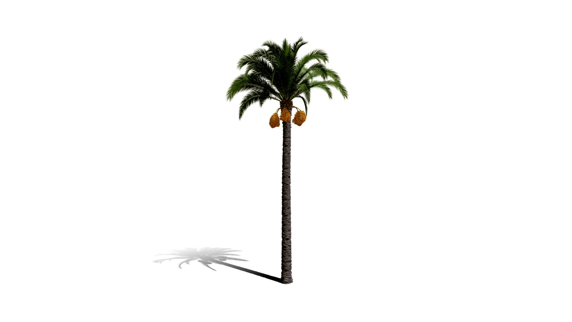 Realistic HD Canary Island date palm (15/40)