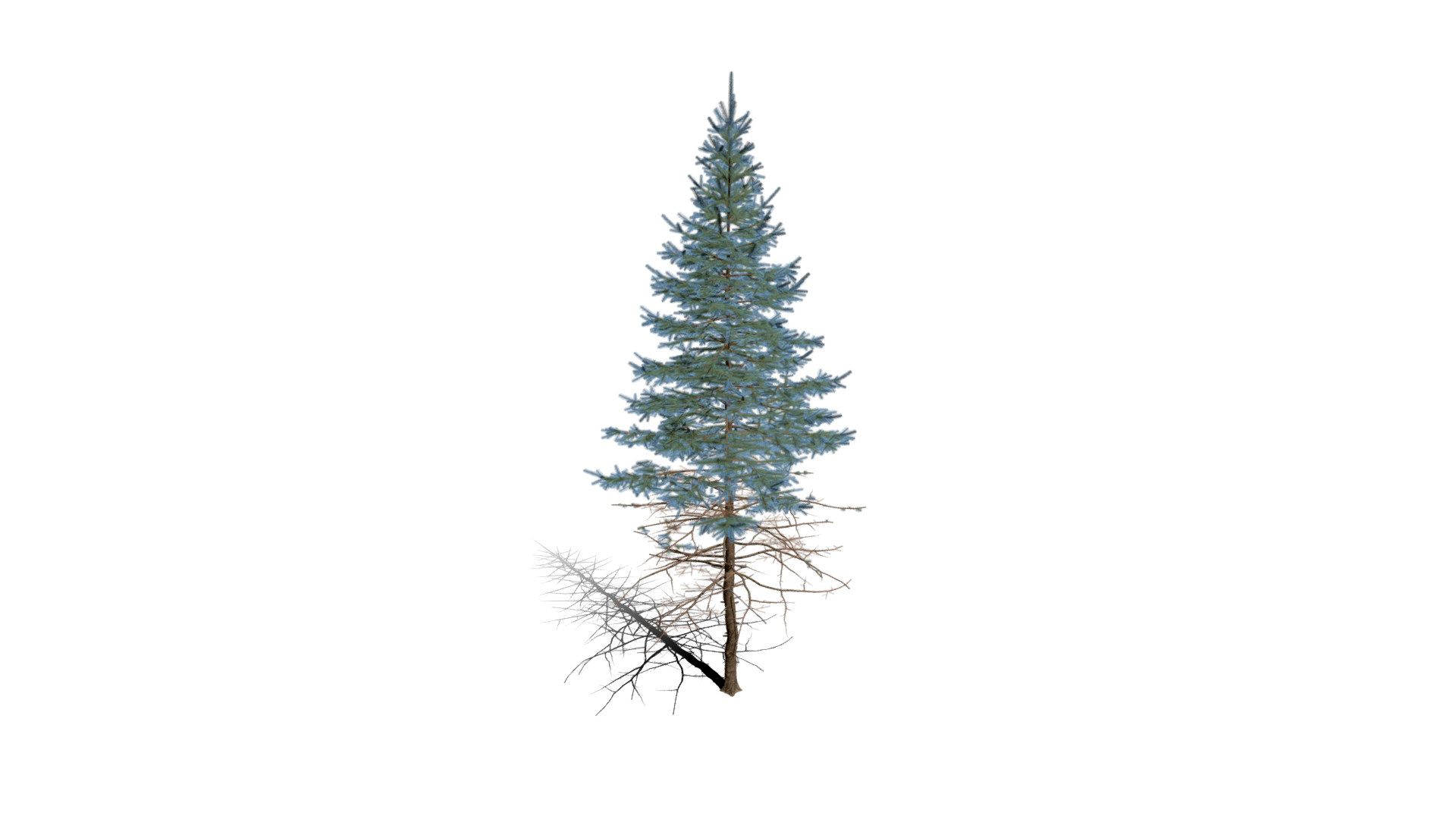 Realistic HD Colorado Blue spruce (22/43)