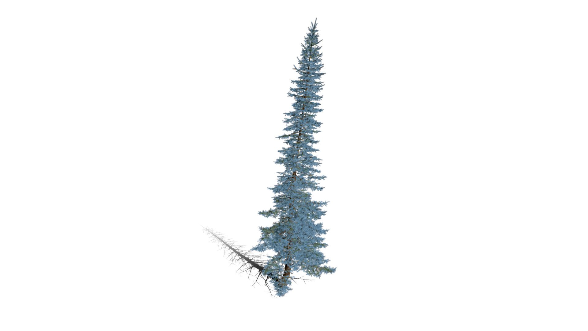 Realistic HD Colorado Blue spruce (29/43)