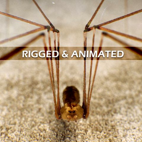 Spider Pholcus Phalangioides Rigged 3D Model