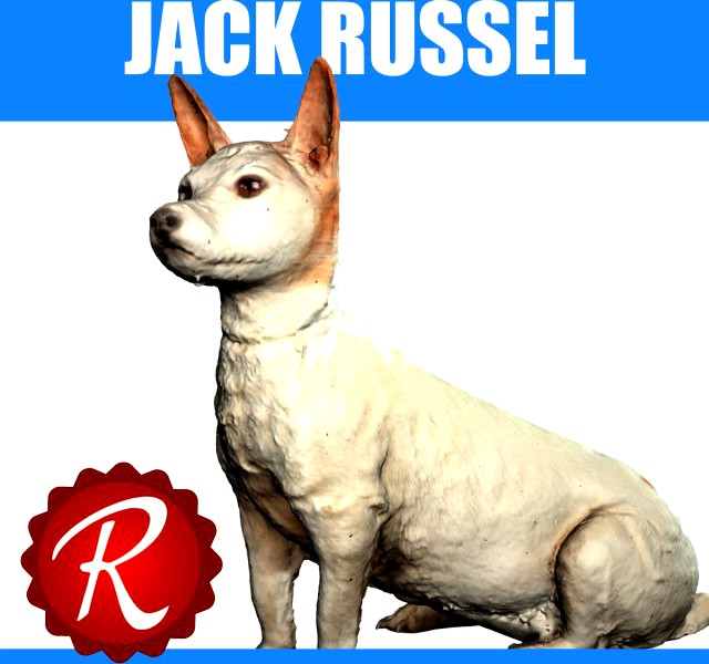 Jack Russel 3D Model