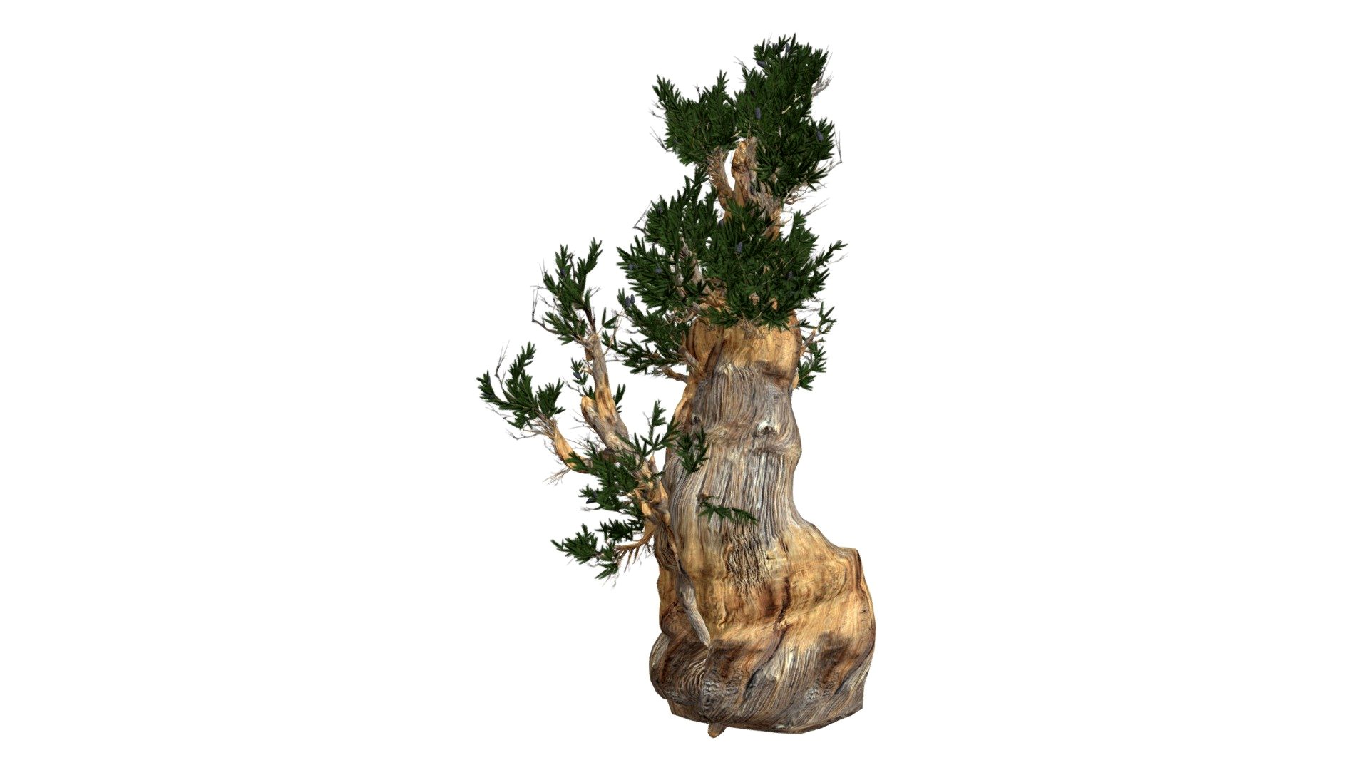 Bristlecone Pine Tree #03