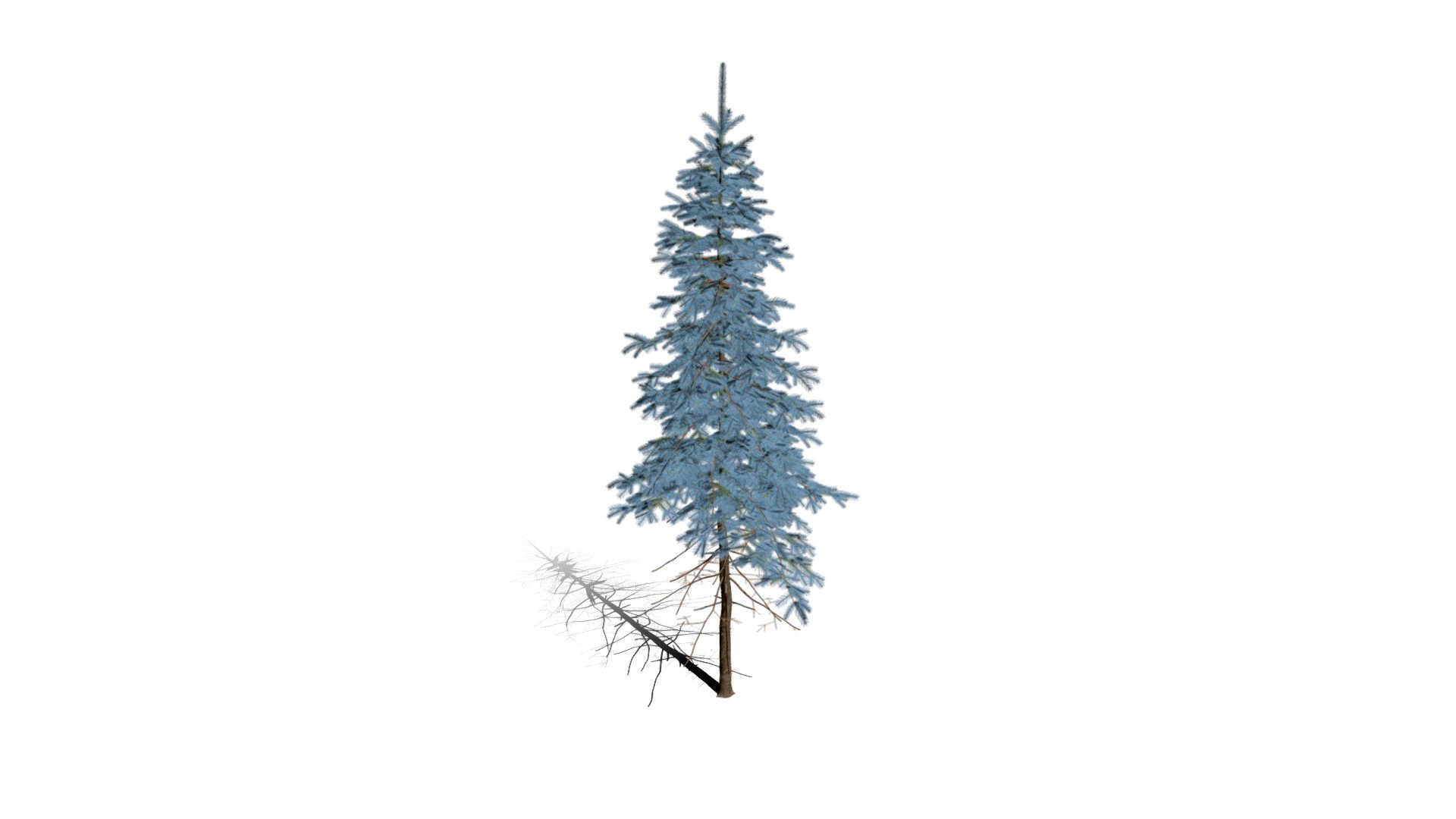 Realistic HD Colorado Blue spruce Koster (22/43)