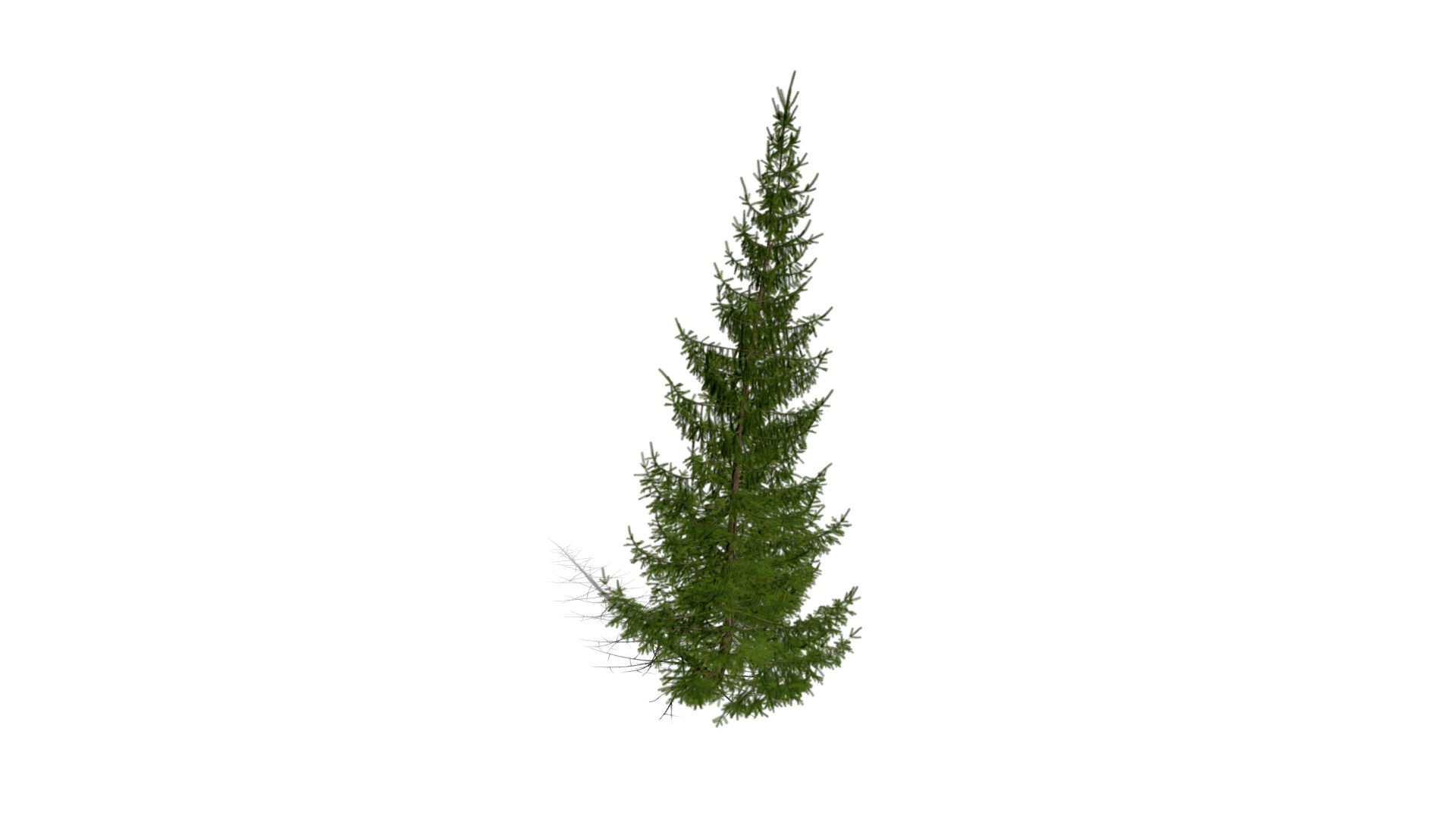 Realistic HD Norway spruce (28/43)