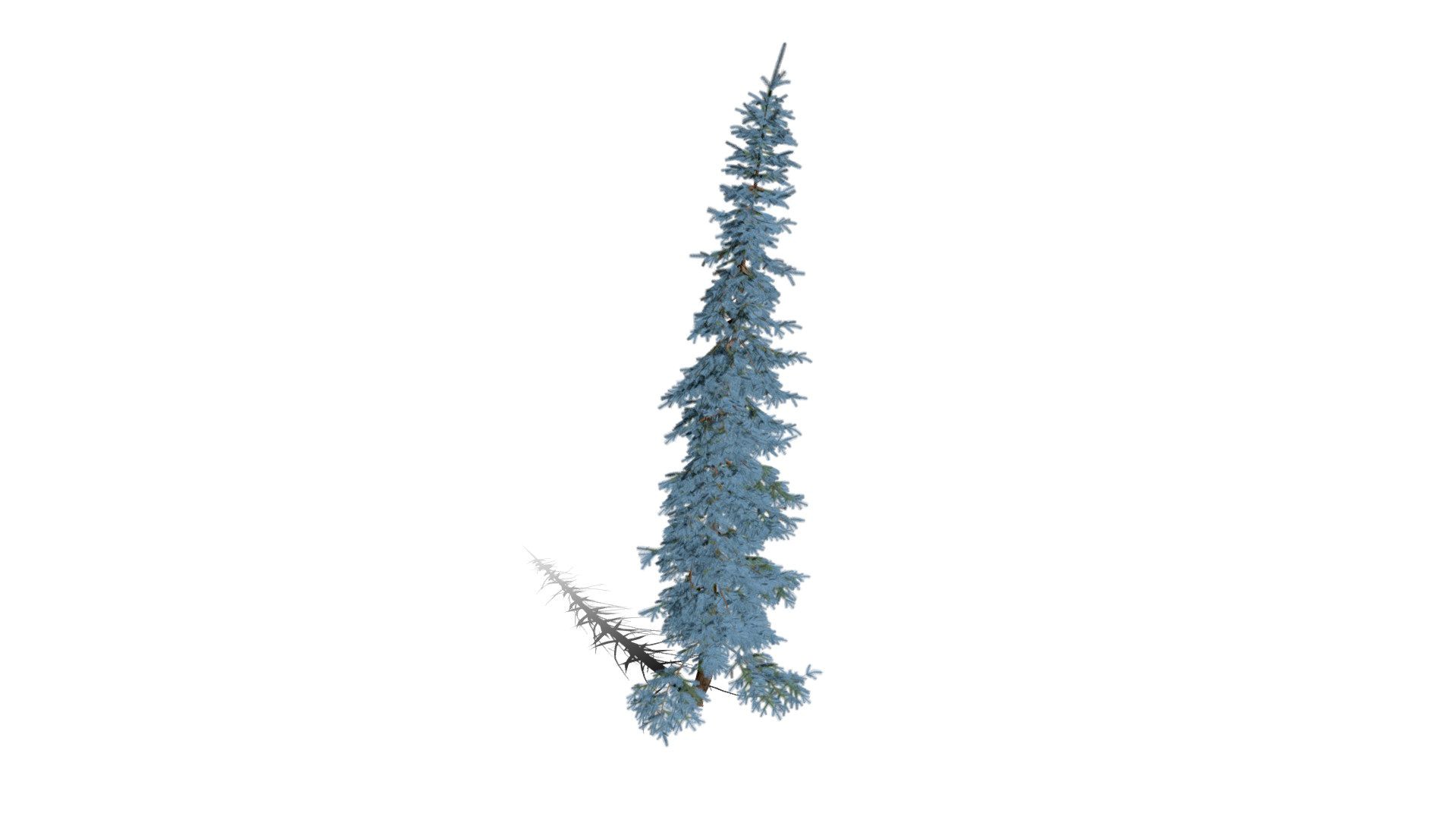 Realistic HD Colorado Blue spruce Koster (29/43)