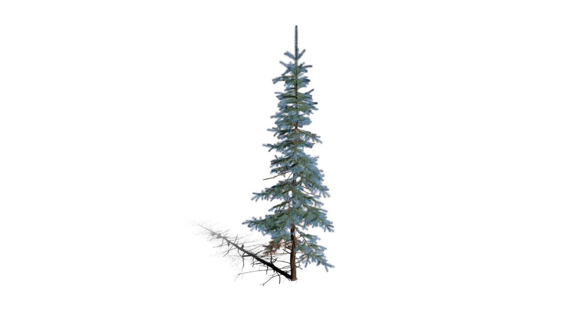 Realistic HD Colorado Blue spruce Koster (32/43)