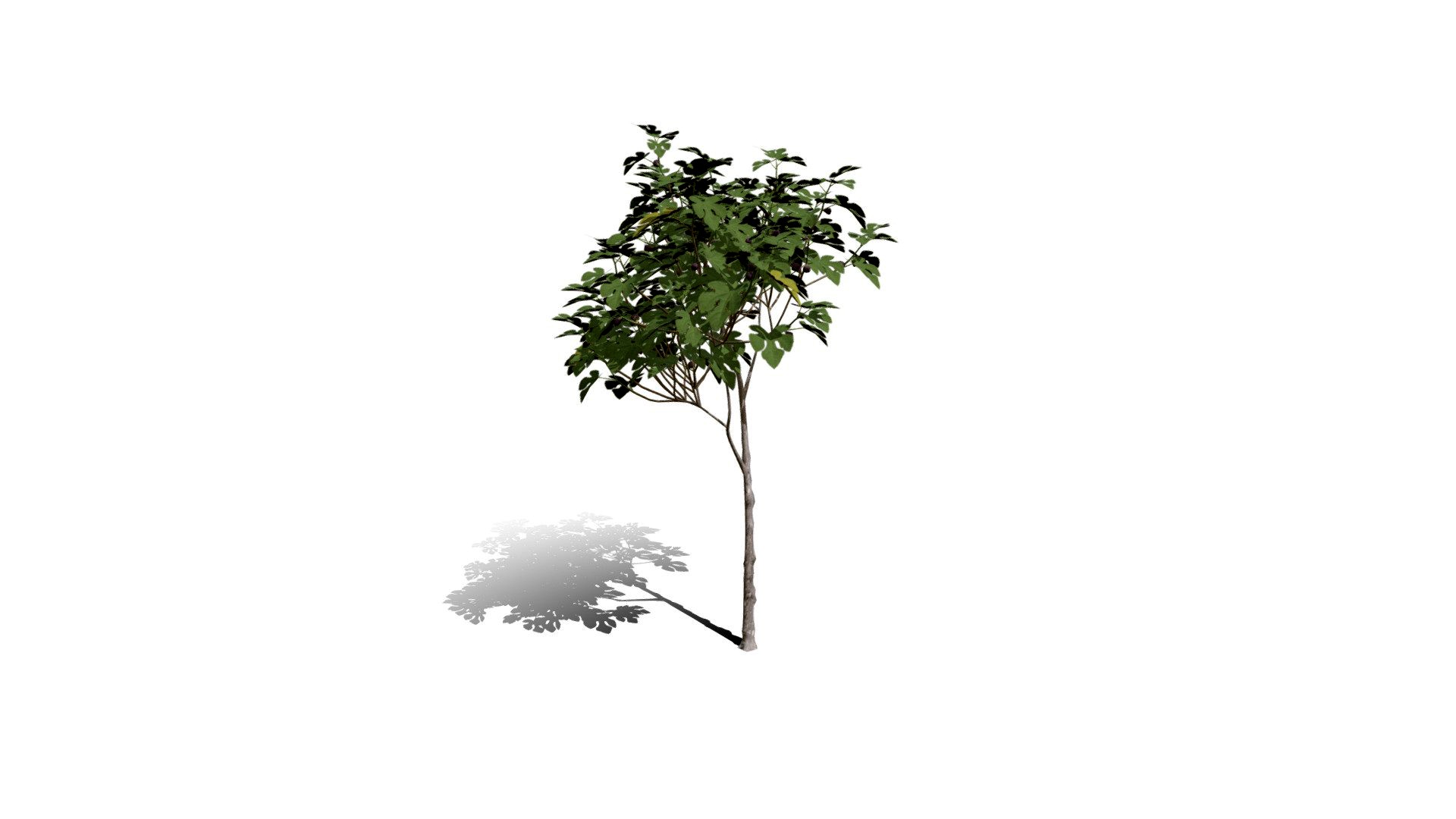 Realistic HD Common fig tree (6/30)