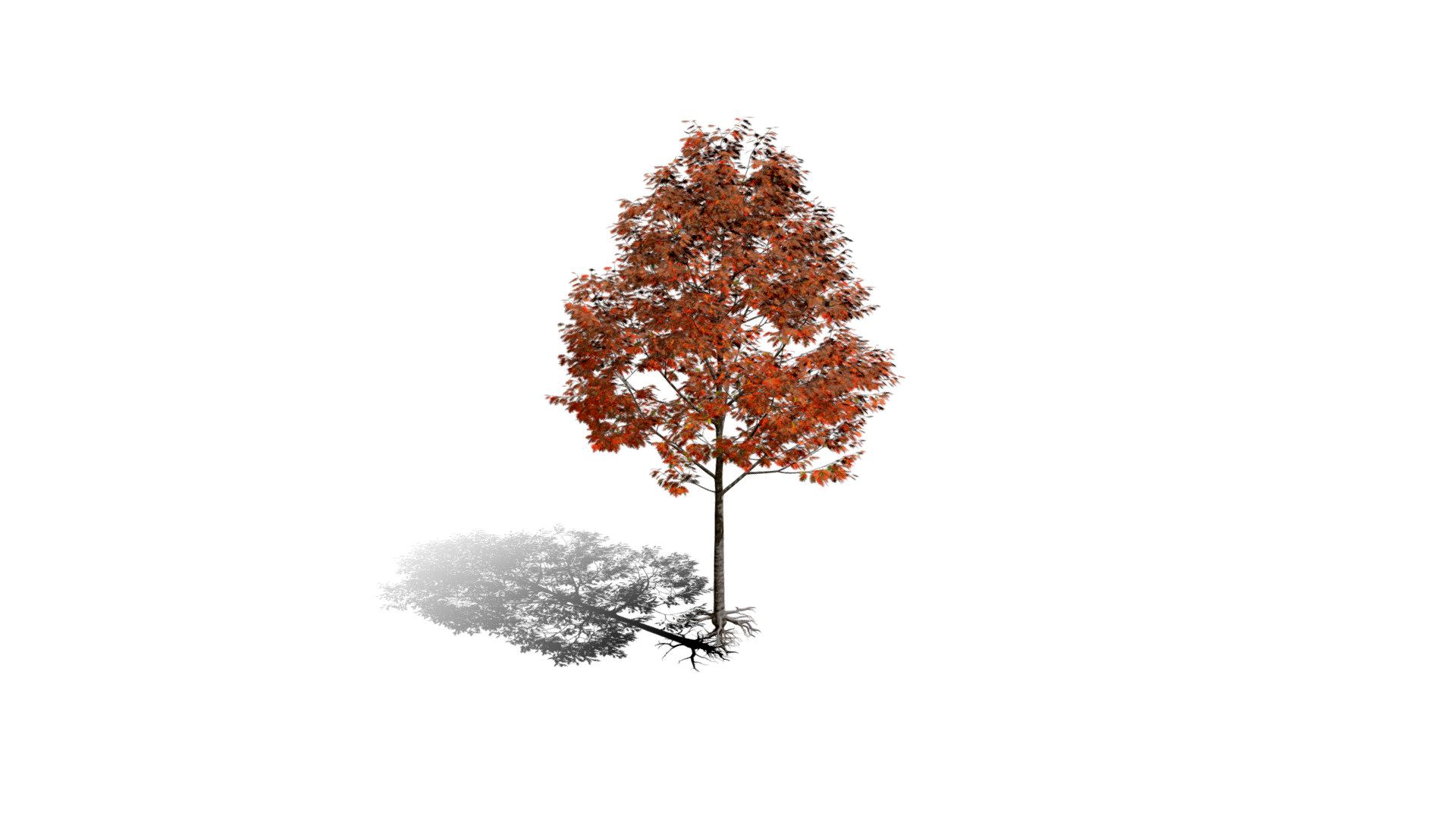 Realistic HD Northern red oak (22/138)