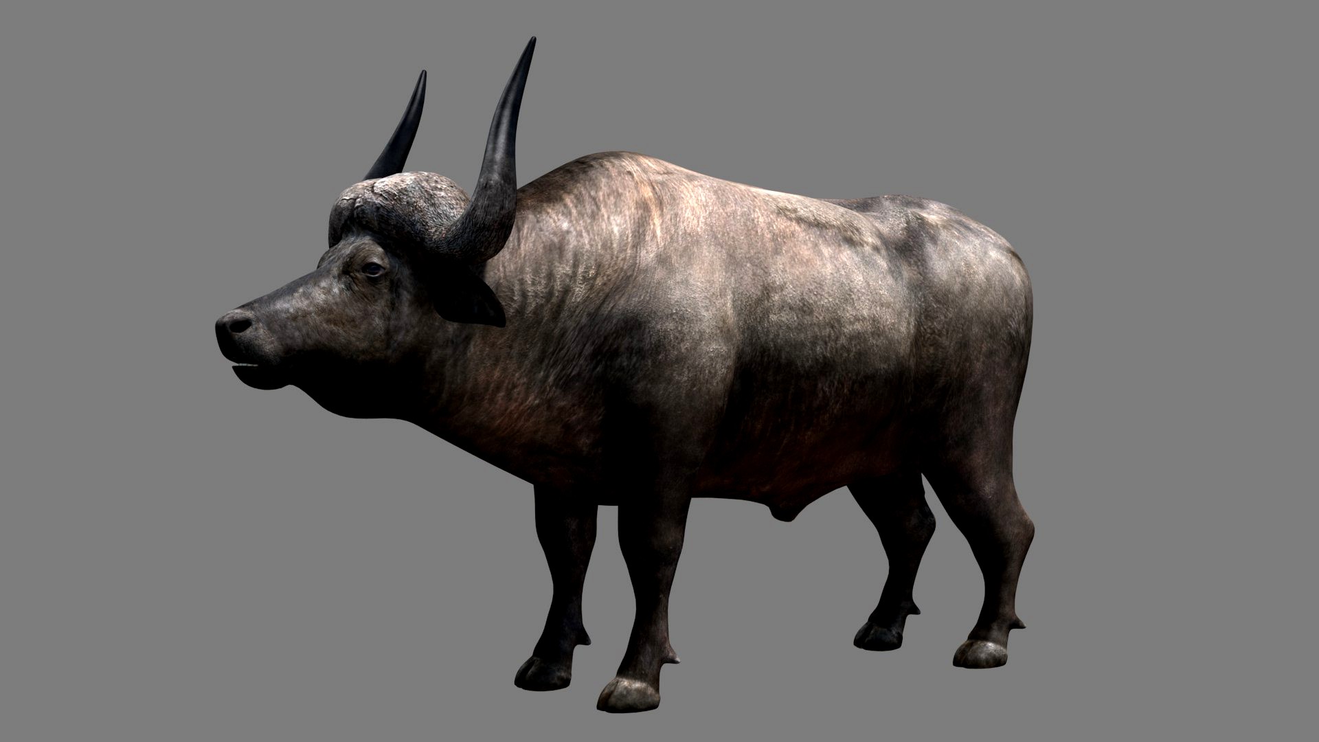 BUFFALO