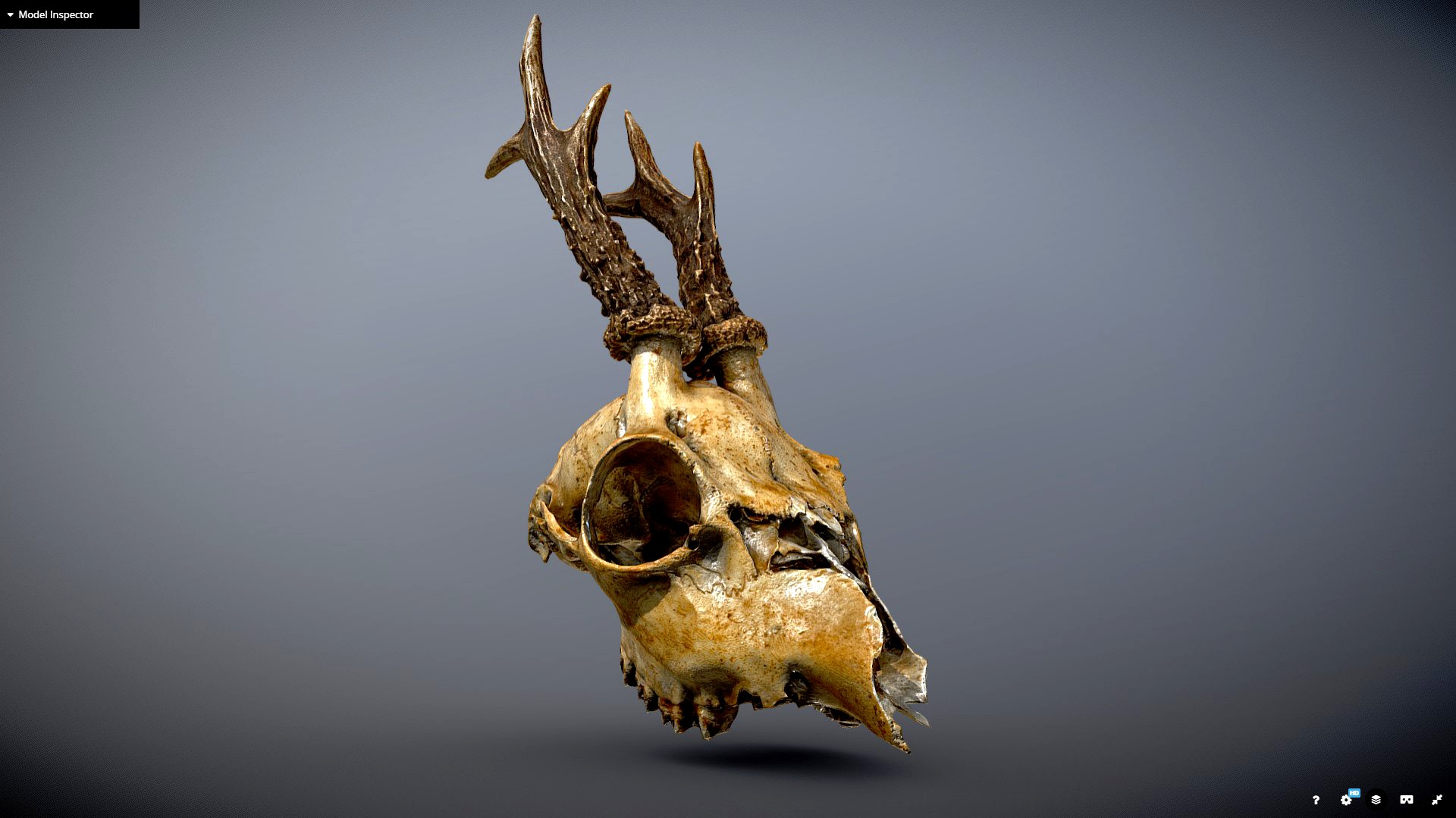 Roe Deer Skull 3D Scan
