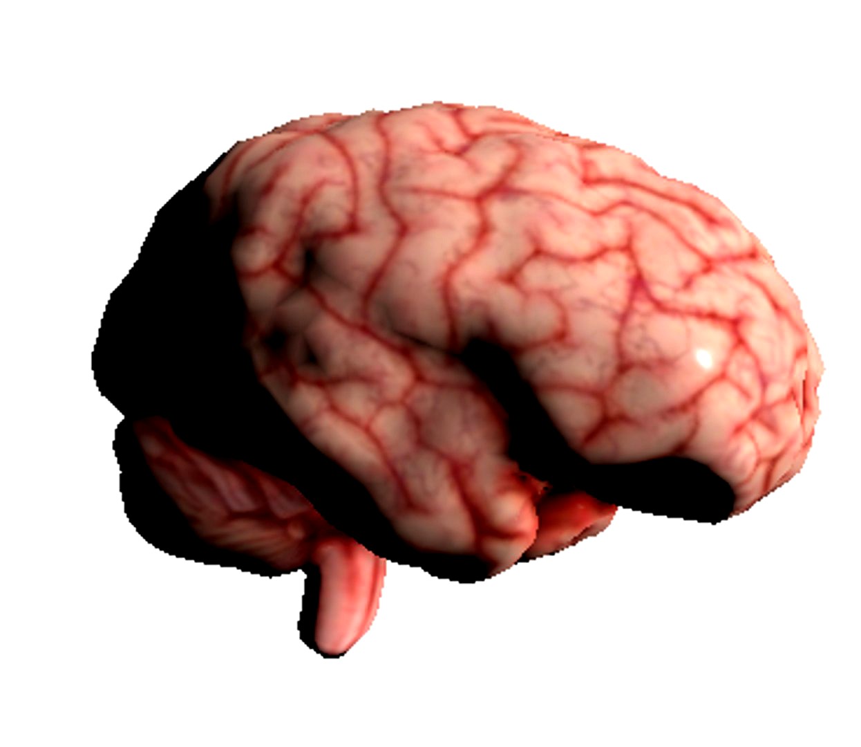 Brain