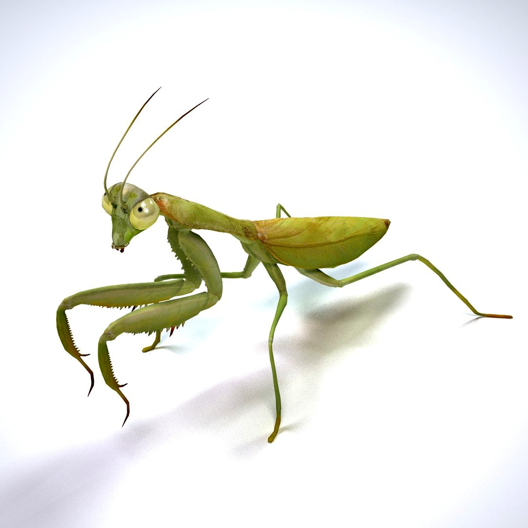 Mantis