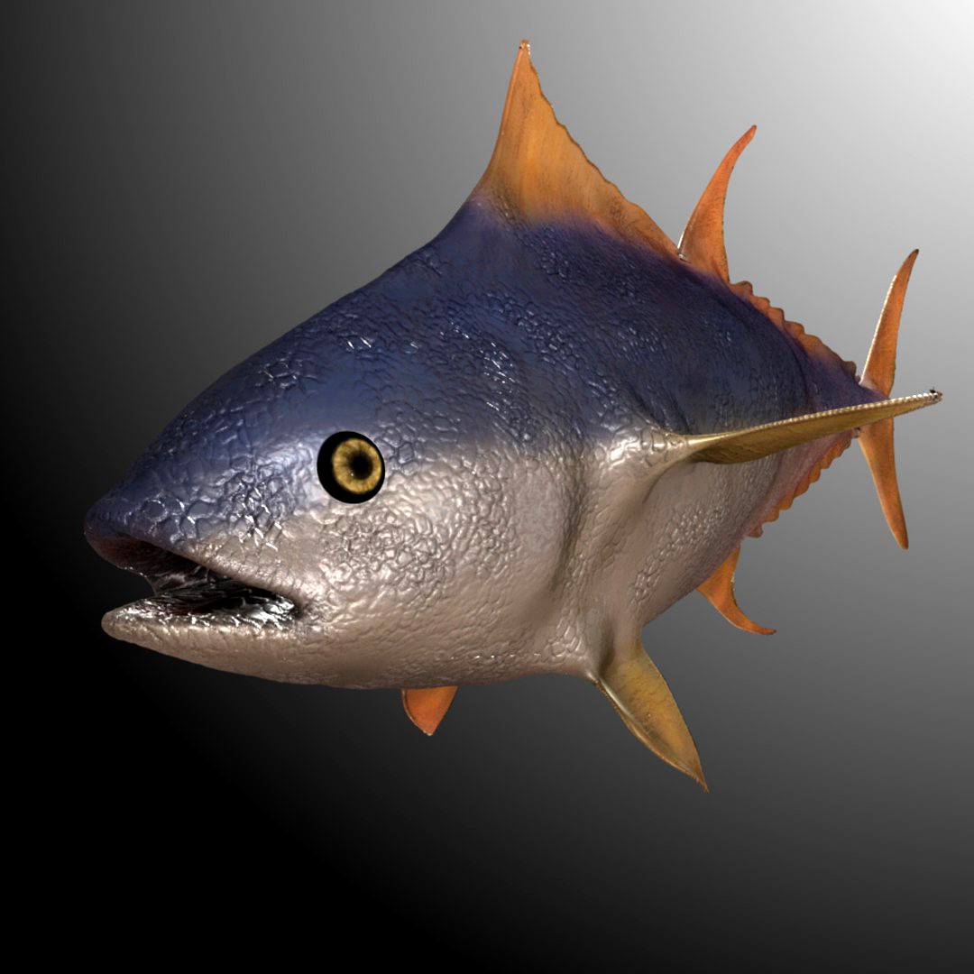 tuna fish model