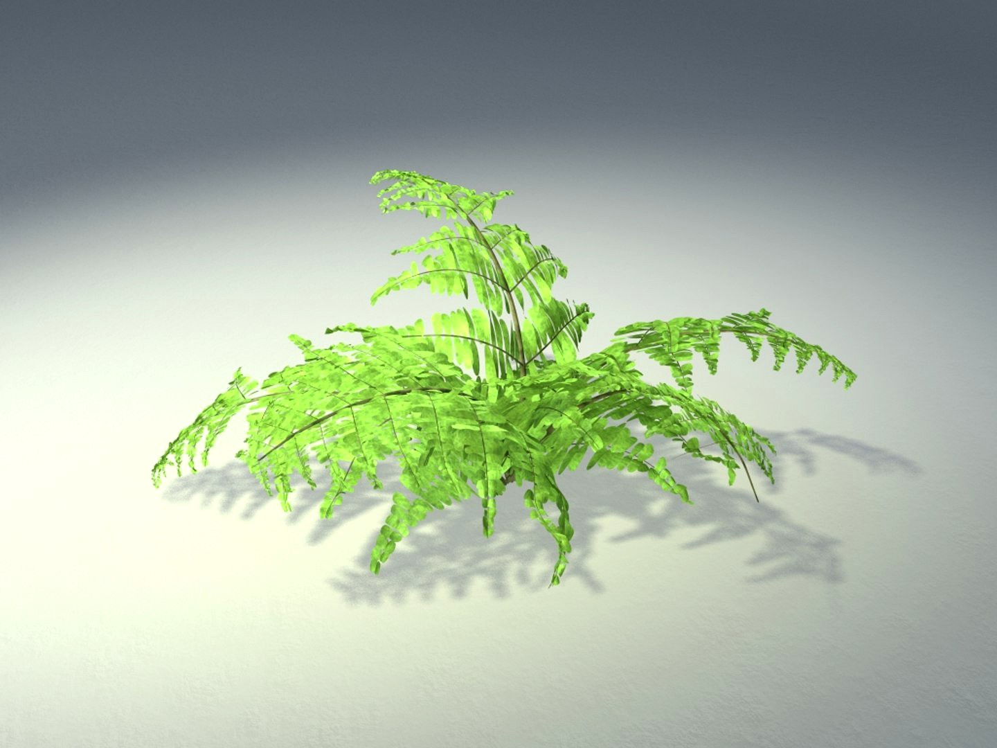 Fern