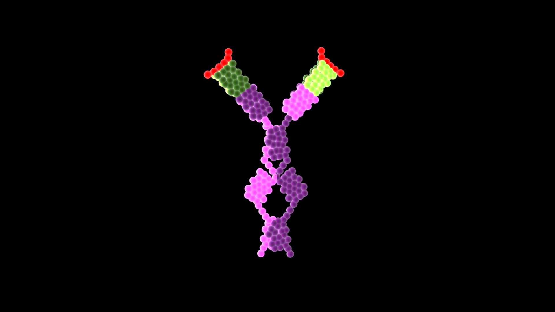 IgE Antibody