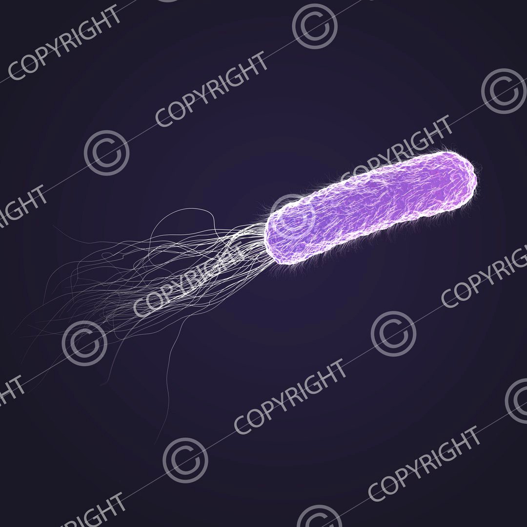 Bacterium