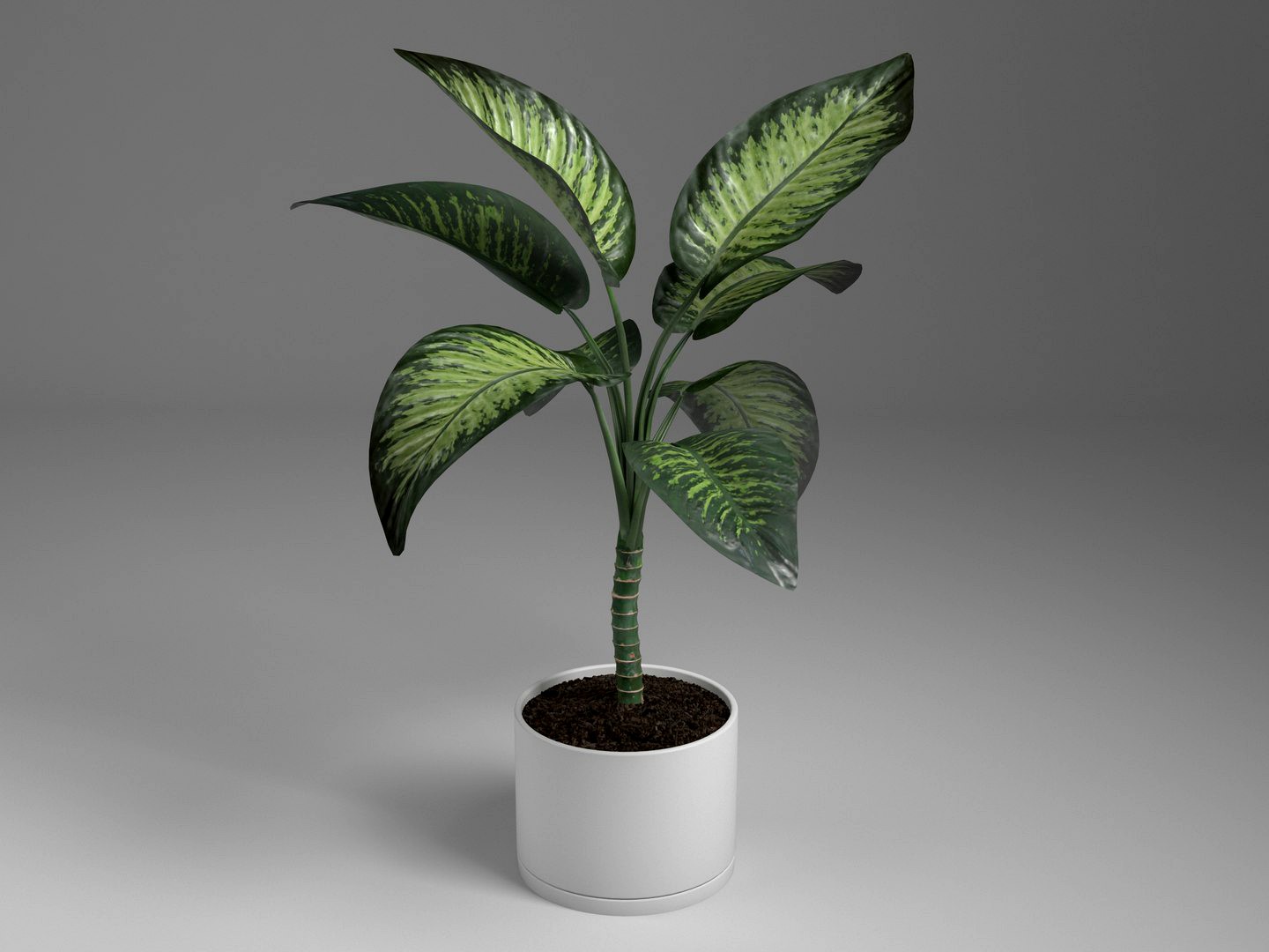 dieffenbachia tall