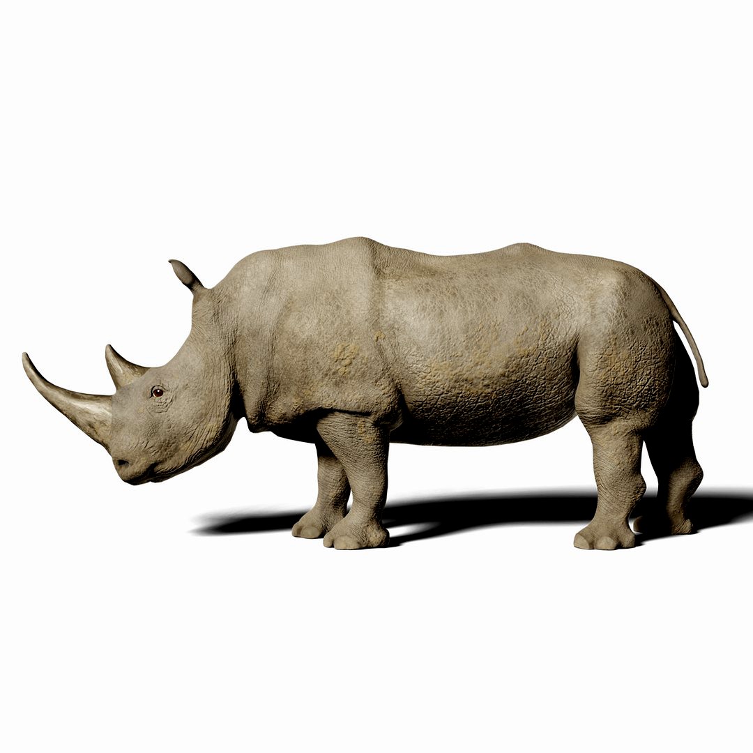 Rhinoceros