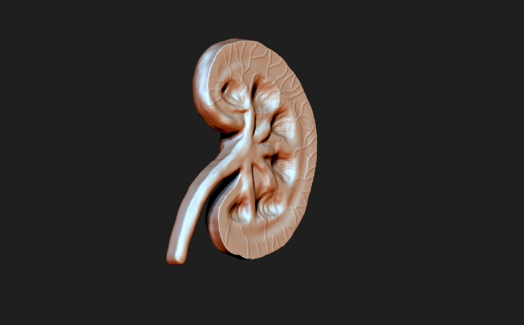 Kidney