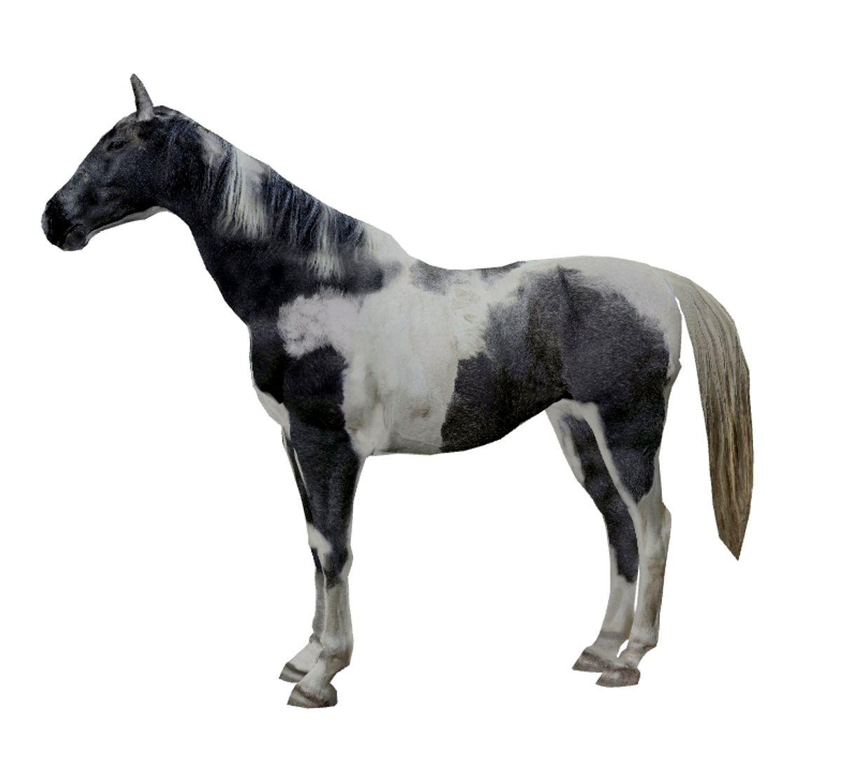 PhotoRealistic Horse C