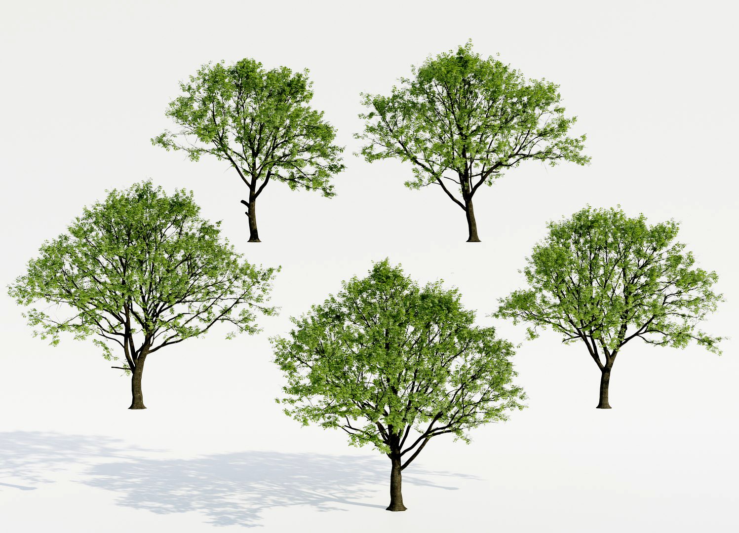 Common Trees