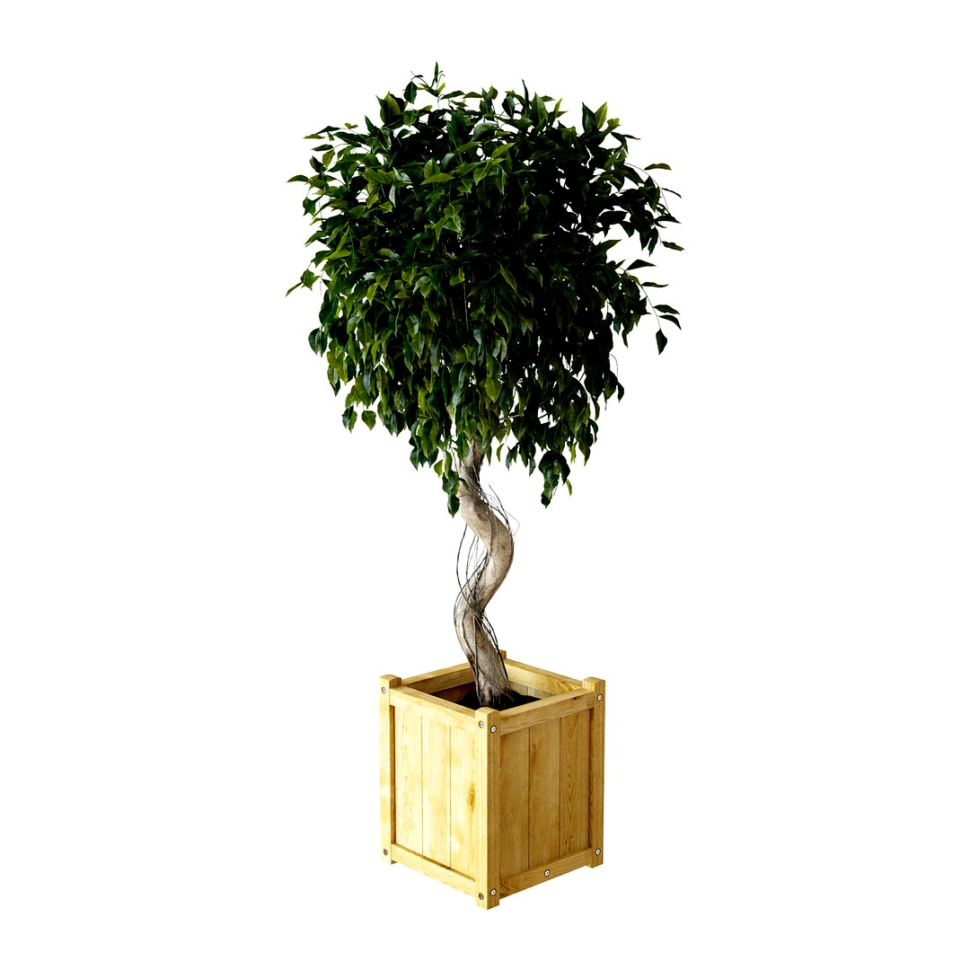 Ficus Benjamina