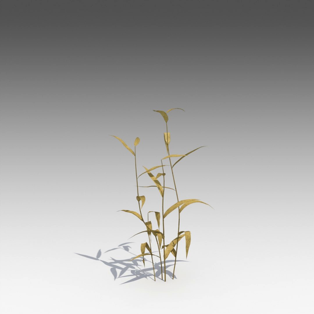 Dry Reed_001
