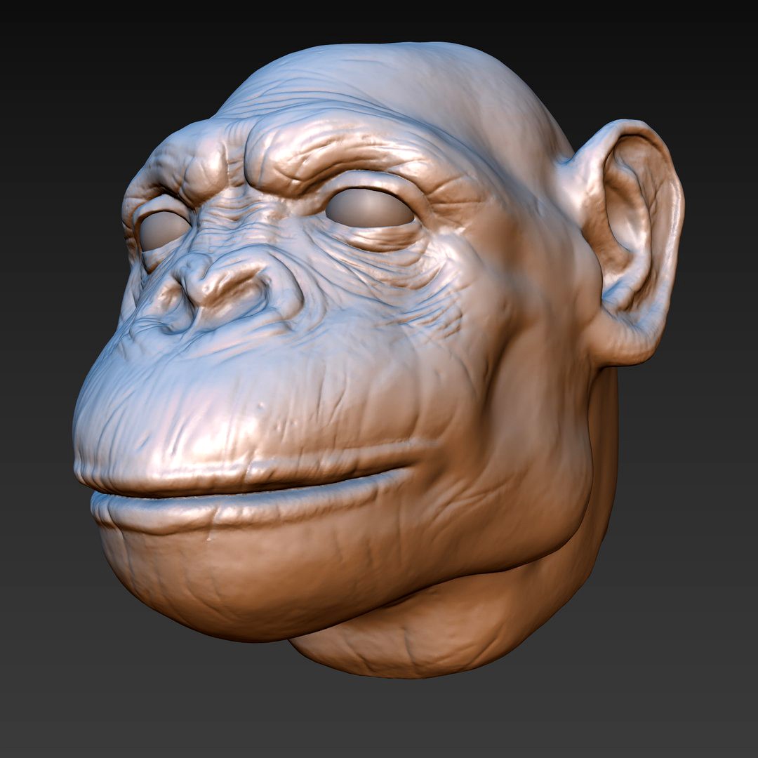 Chimpanzee Head