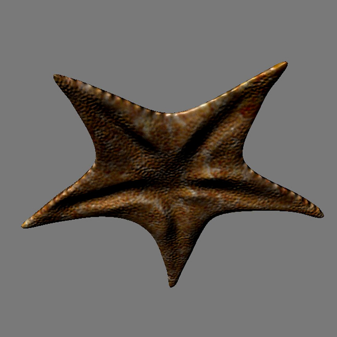 Sea Stars  Pentagrams sea creatures