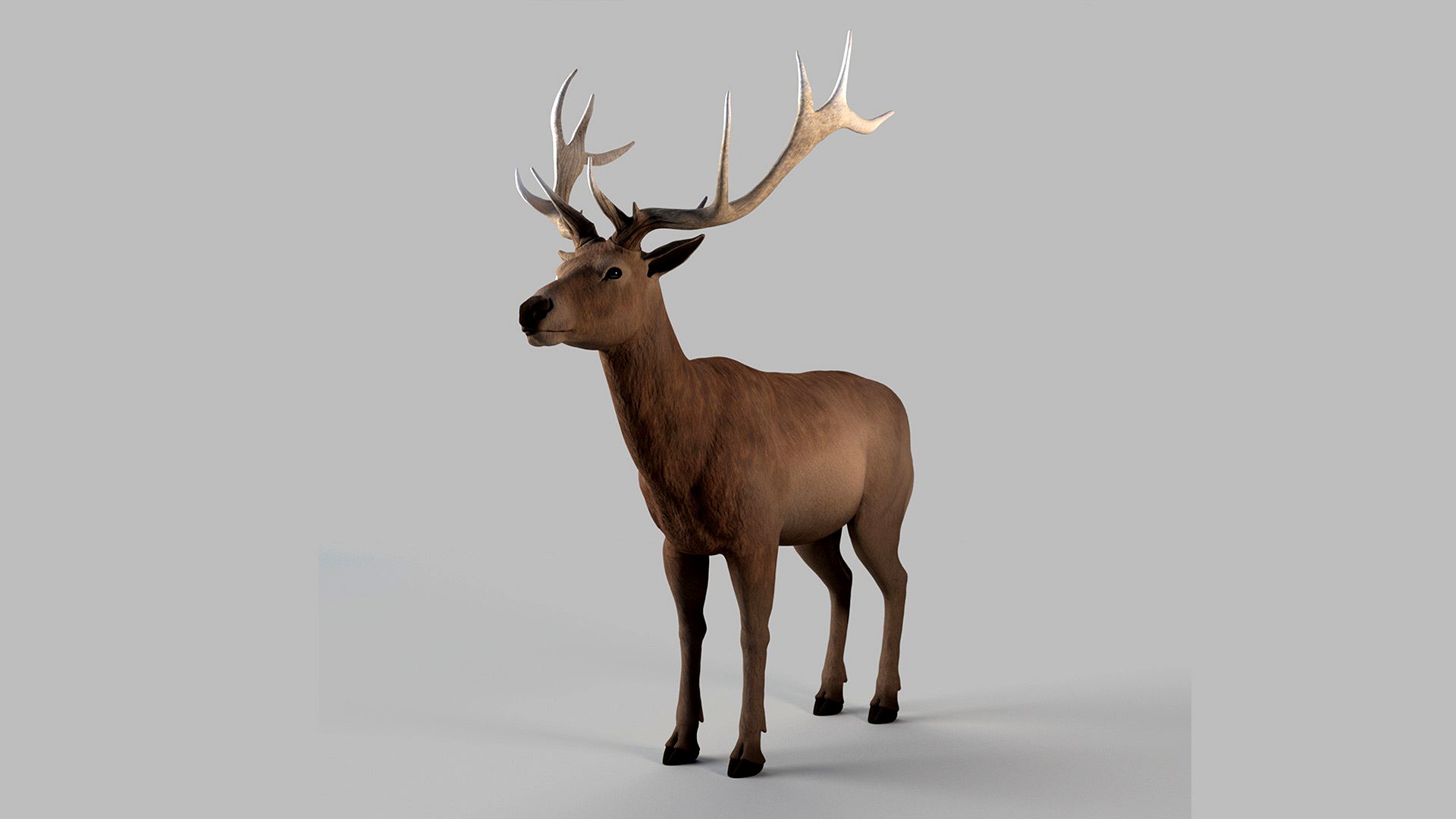 elk deer