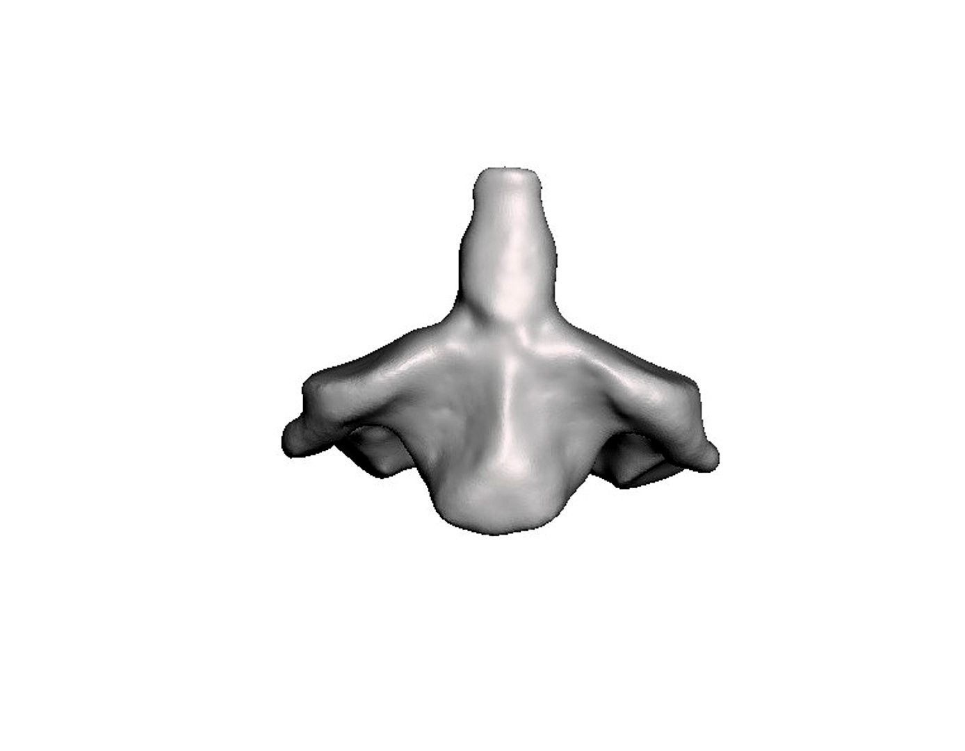 Second cervical vertebra axis