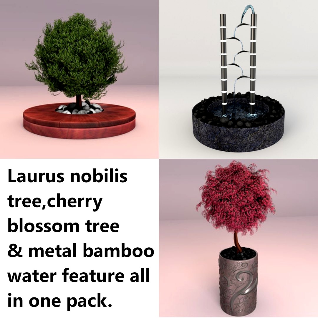 Potted laurus nobilis & cherry blossom tree