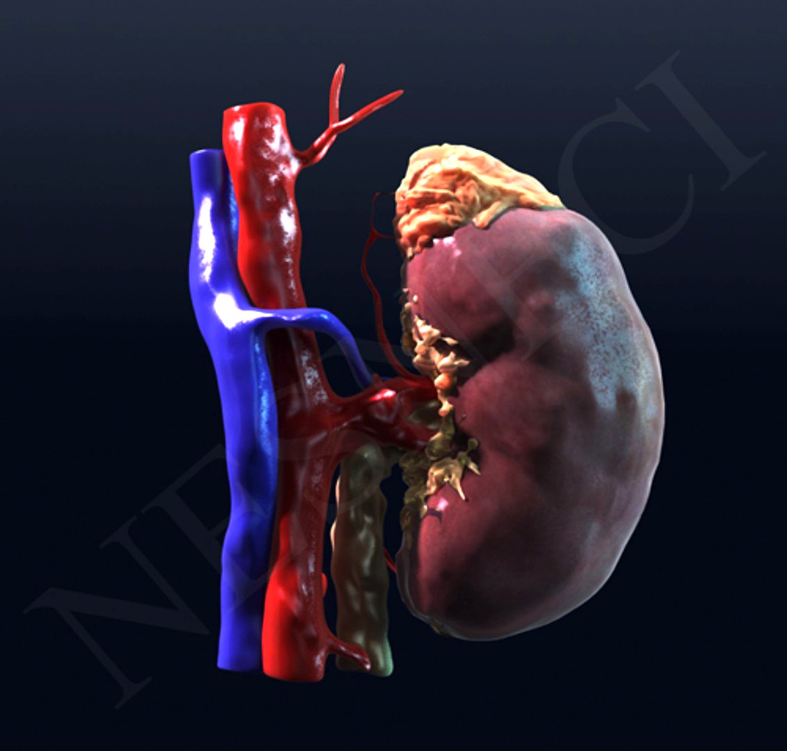 Human Kidney