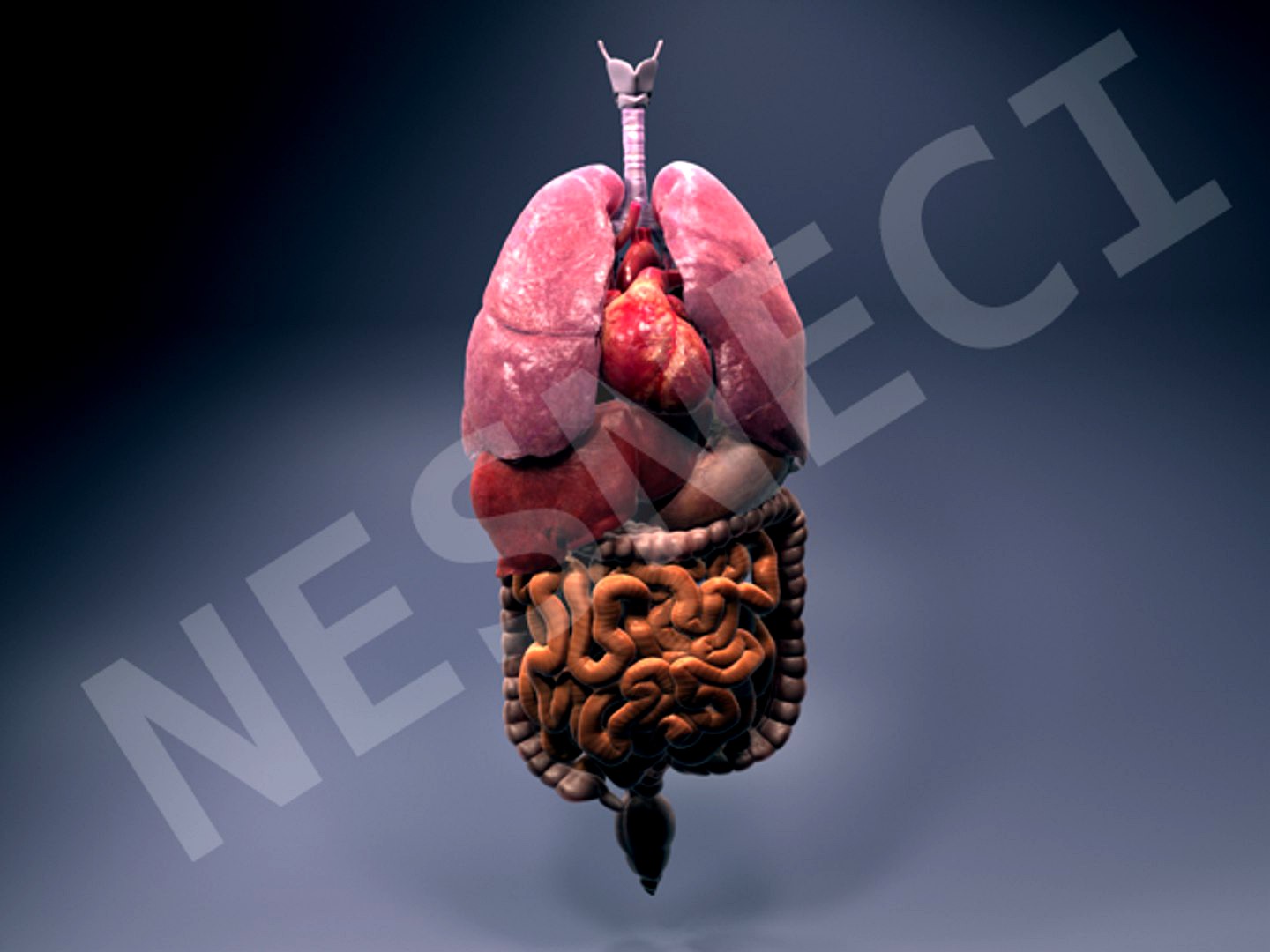Accurate and Detailed Internal Organs with Detailed Textures