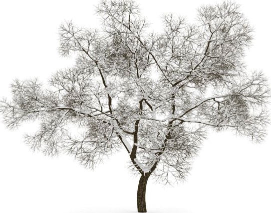 English Oak 8M Winter 3D Model