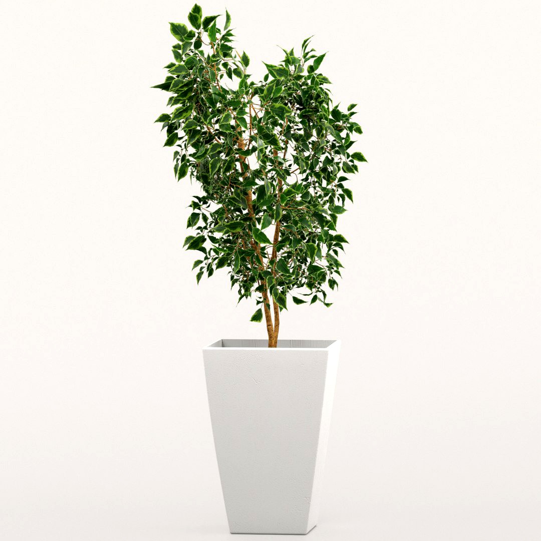 Ficus