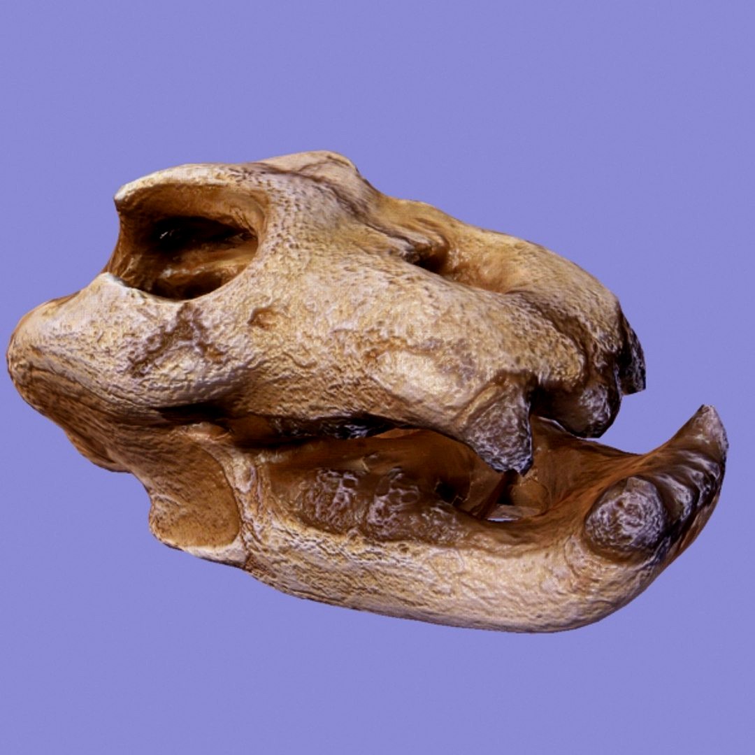 Reptile Skull