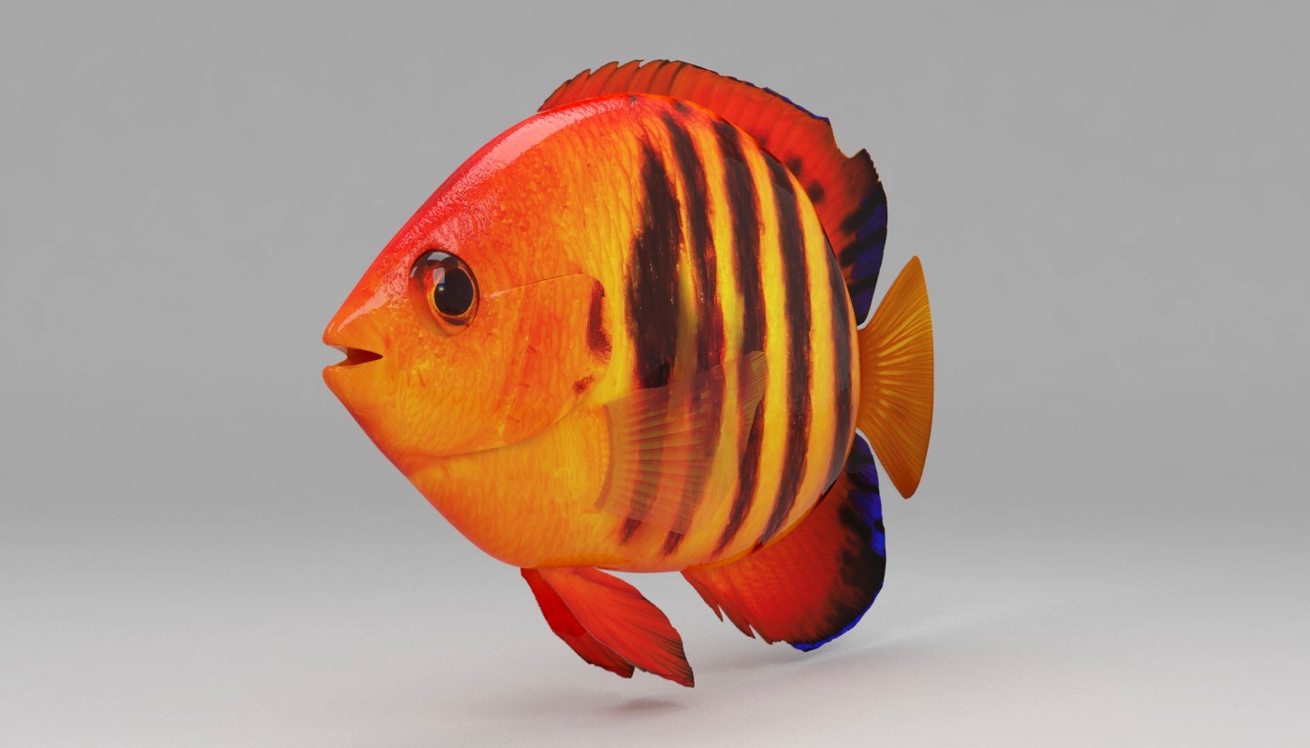 Flame Angelfish