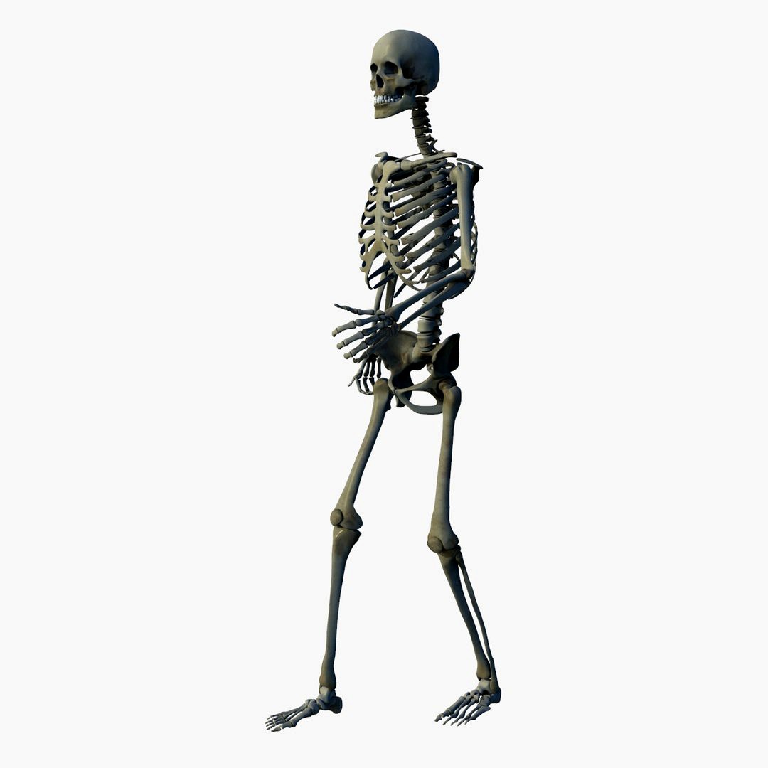 Rigged Skeletal System