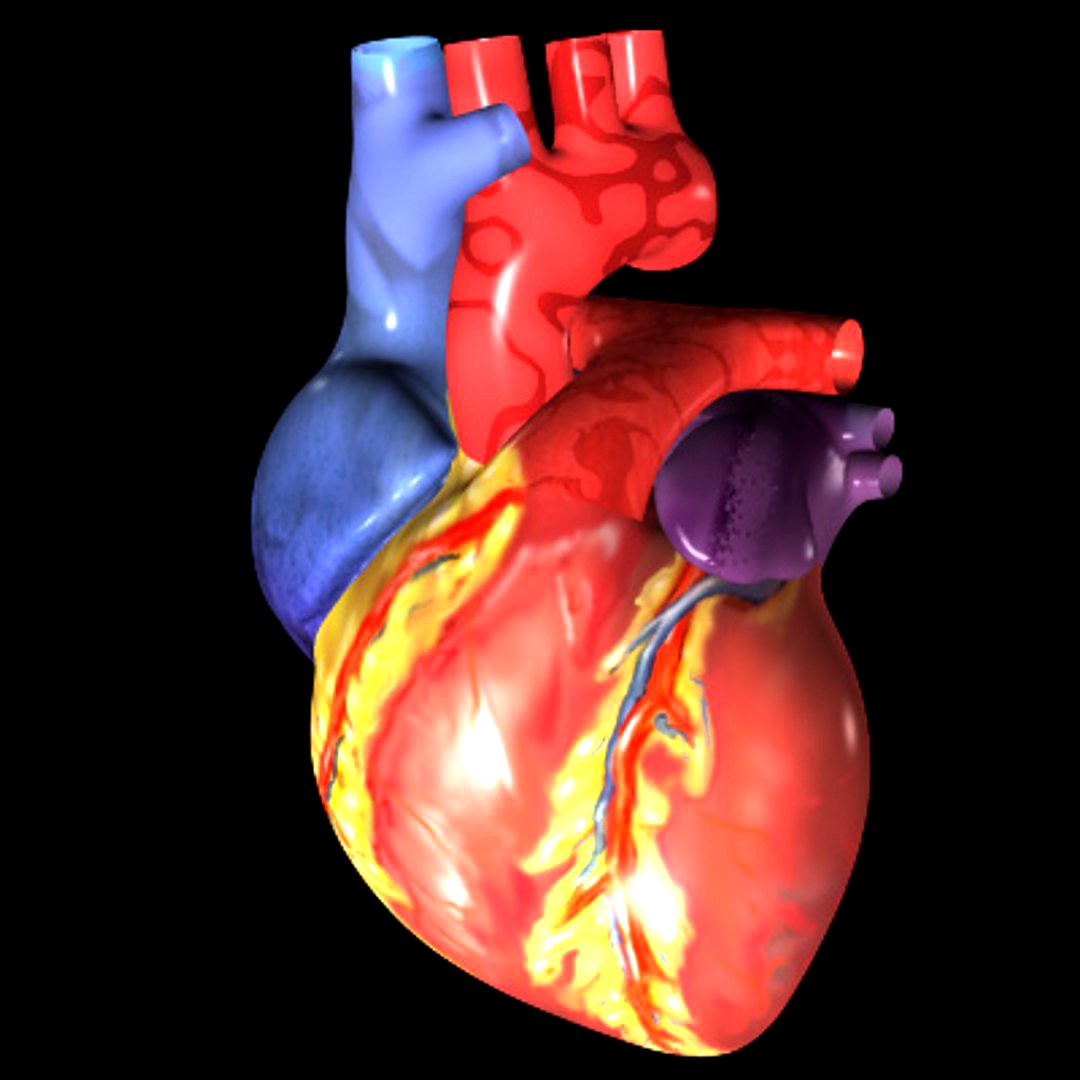 Human Heart exterior (XSI)