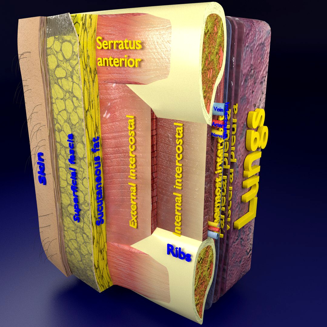 Thoracic wall layers