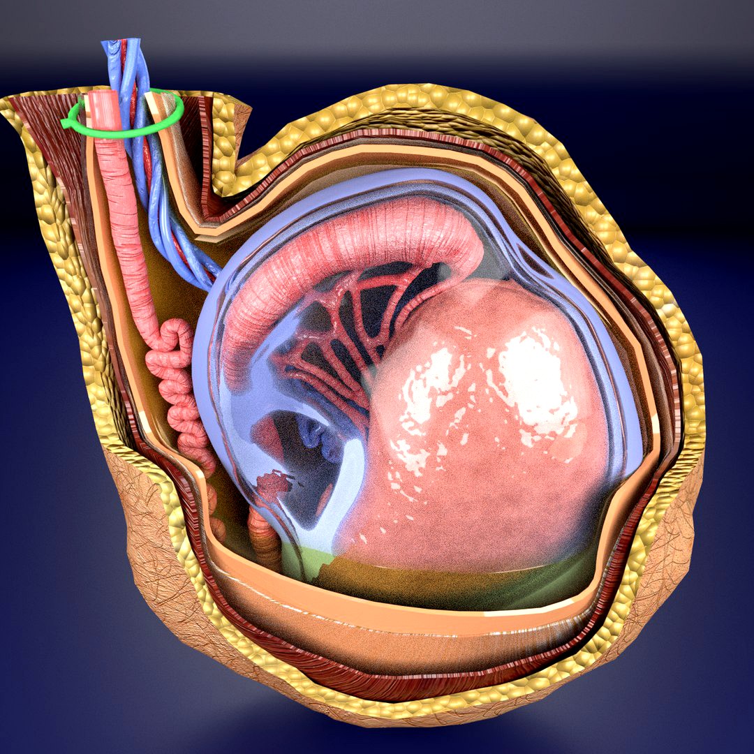 testis with covering layers