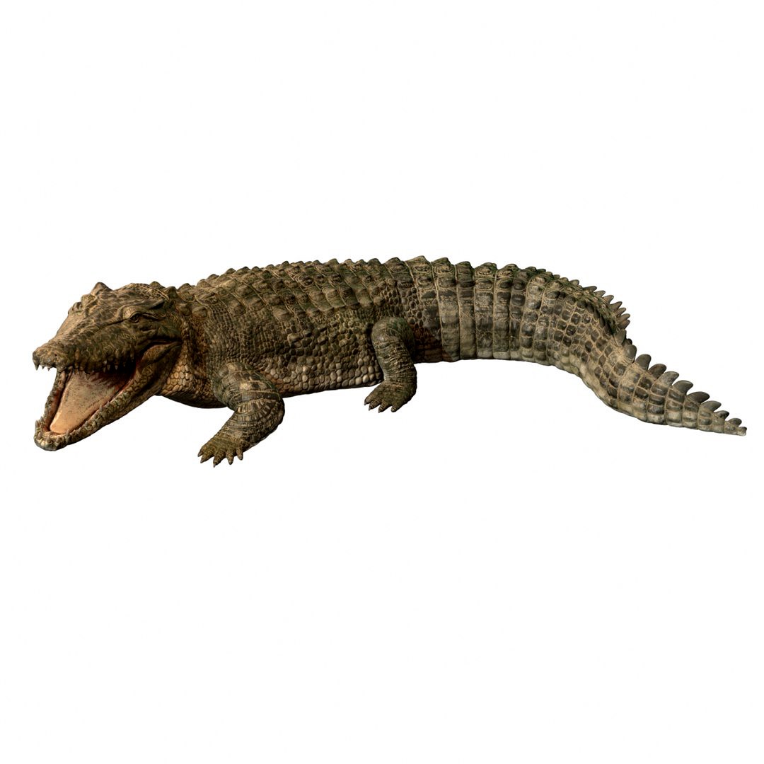 crocodile