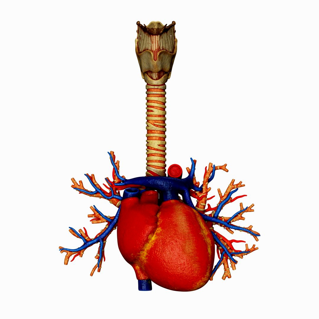 Trachea and Heart