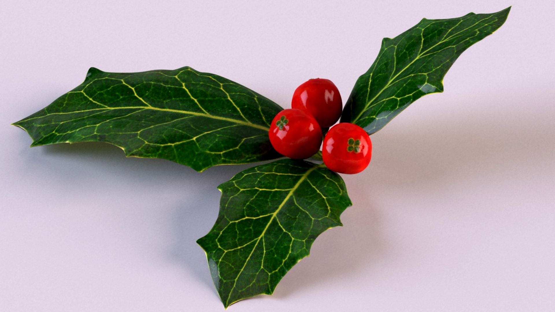 Holly with berries