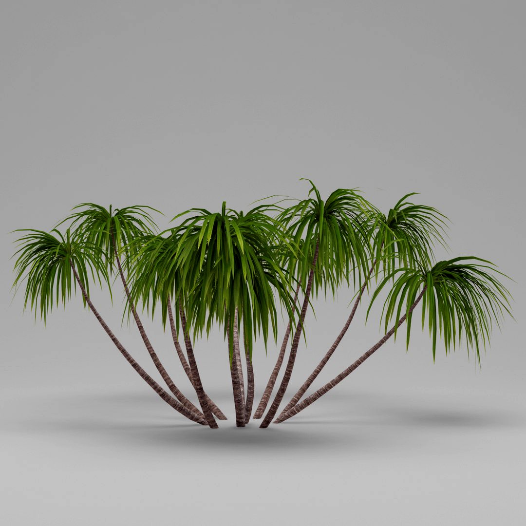Palm 015