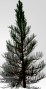 Download free Pine Tree Christmas Tree 3D Model