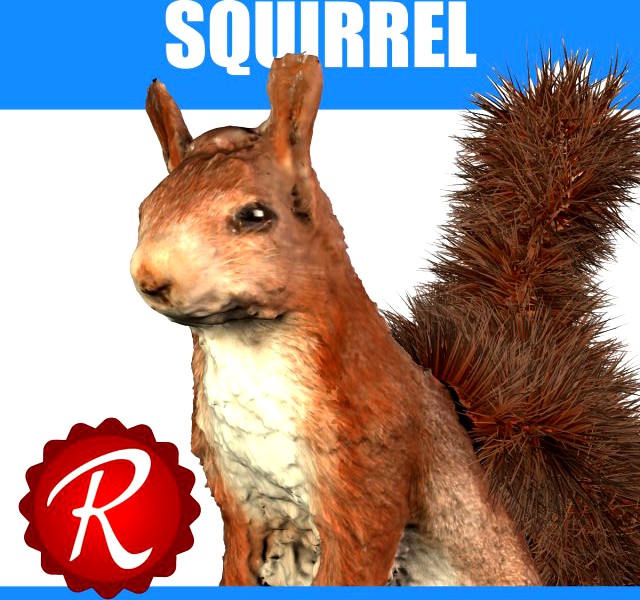 Squirrel 3D Model