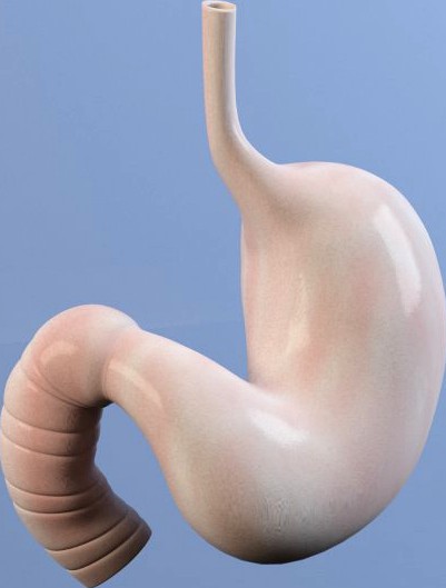 Stomach MAX 2011 3D Model